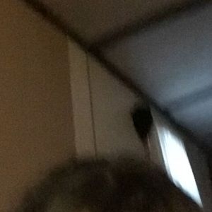 Meet your Posher, Isabella